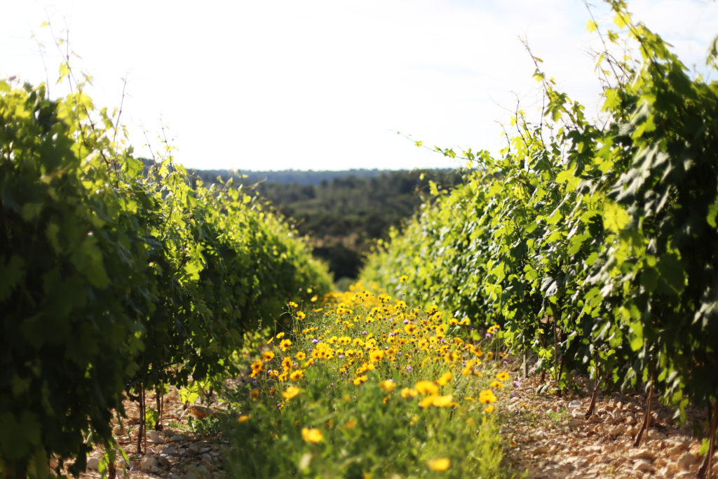 Eté Languedoc Eté Languedoc