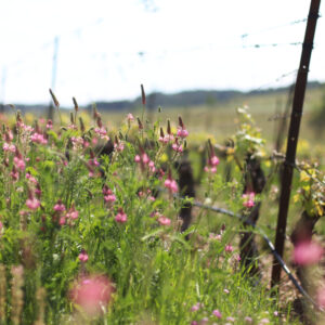 Montlobre Développement Durable